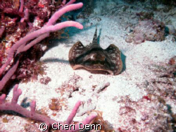 The little ray. by Cheri Denn 